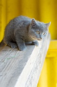 CHARTREUX_C031