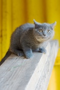 CHARTREUX_C032