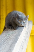 CHARTREUX_C033