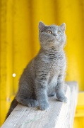 CHARTREUX_C034