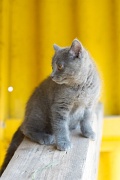 CHARTREUX_C035