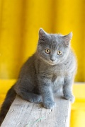 CHARTREUX_C036