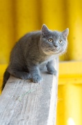 CHARTREUX_C037