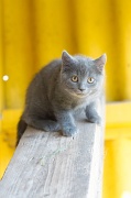 CHARTREUX_C038