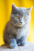 CHARTREUX_C039