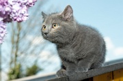 CHARTREUX_C040