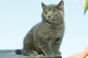 CHARTREUX_C041