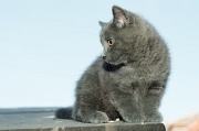 CHARTREUX_C042