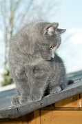 CHARTREUX_C043