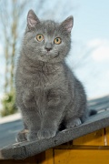 CHARTREUX_C044