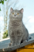 CHARTREUX_C045