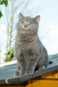 CHARTREUX_C046