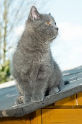 CHARTREUX_C047