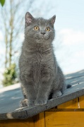 CHARTREUX_C048