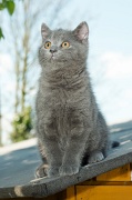 CHARTREUX_C049