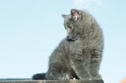 CHARTREUX_C050