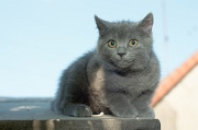 CHARTREUX_C051