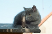 CHARTREUX_C052