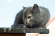 CHARTREUX_C053