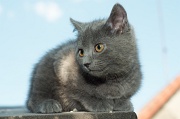 CHARTREUX_C054