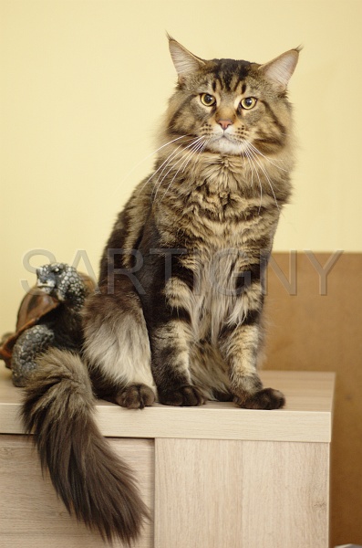 MAIN_COON_004.jpg