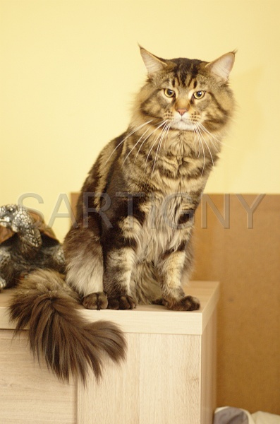 MAIN_COON_006.jpg