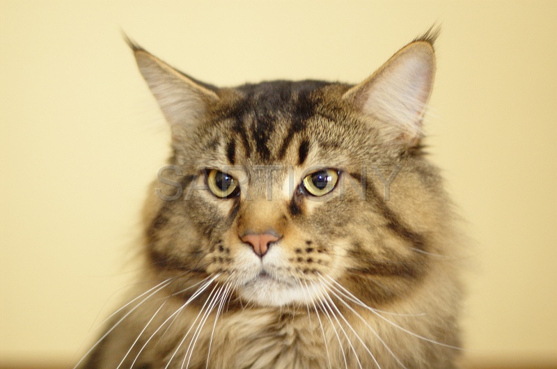 MAIN_COON_007.jpg
