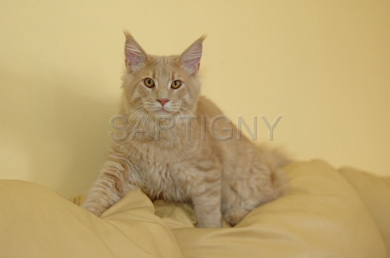 MAIN_COON_008.jpg