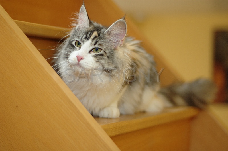 MAIN_COON_012.jpg