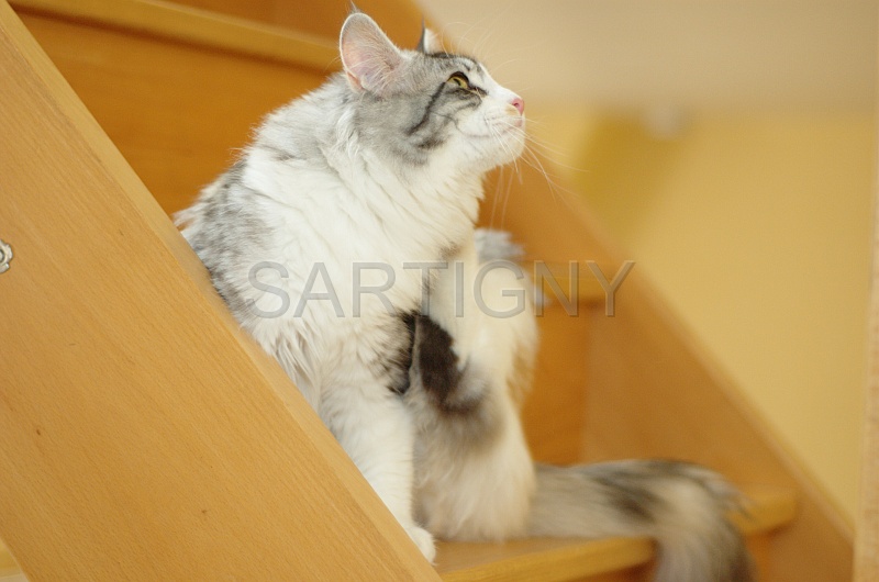 MAIN_COON_014.jpg