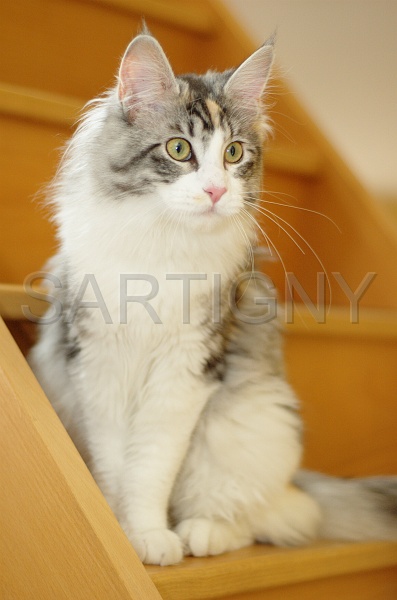 MAIN_COON_015.jpg