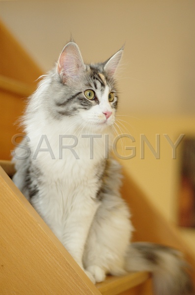 MAIN_COON_018.jpg