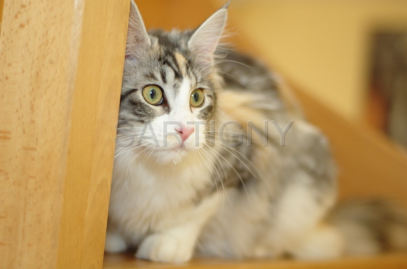 MAIN_COON_019.jpg