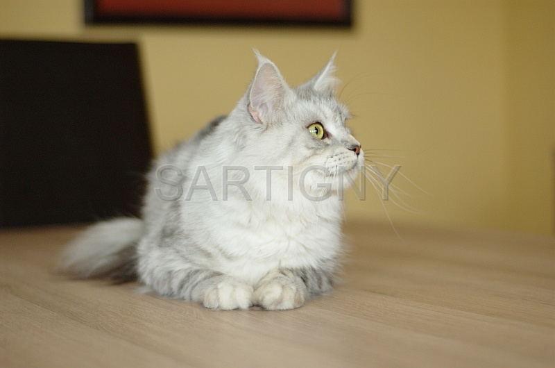MAIN_COON_020.jpg