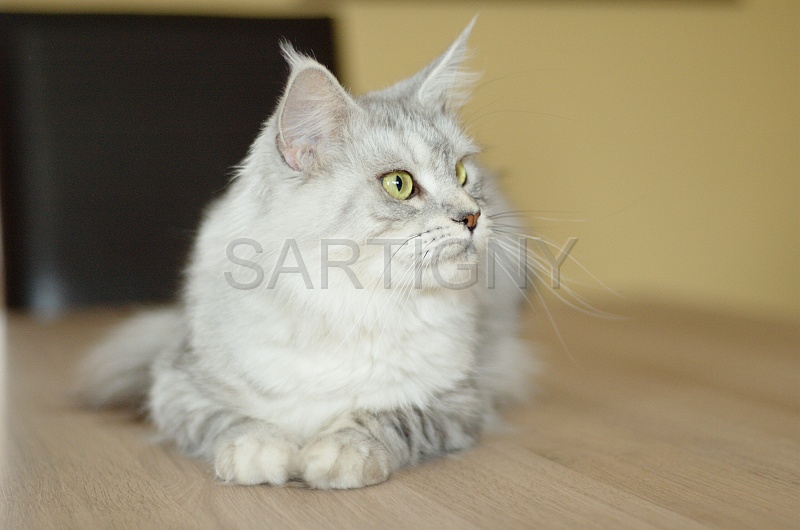 MAIN_COON_022.jpg