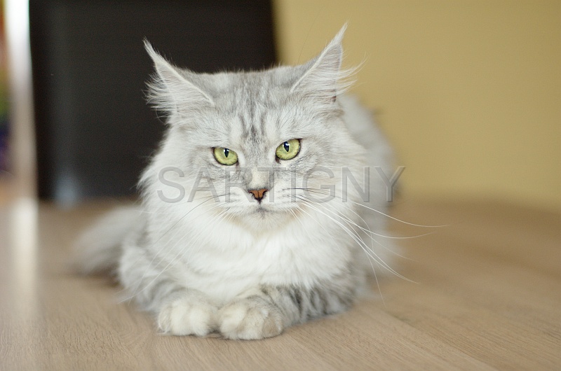 MAIN_COON_023.jpg