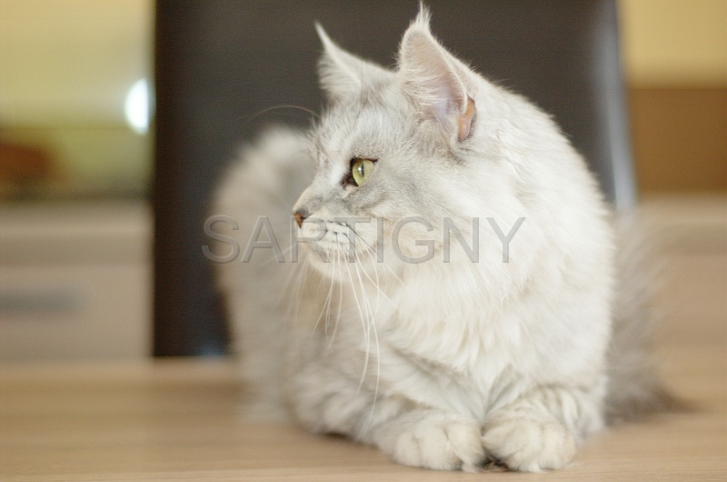 MAIN_COON_025.jpg