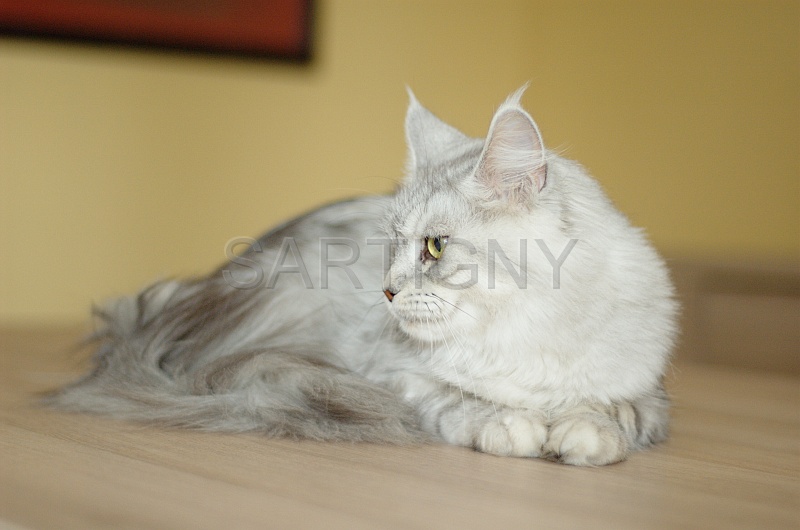 MAIN_COON_029.jpg