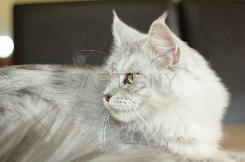 MAIN_COON_031.jpg