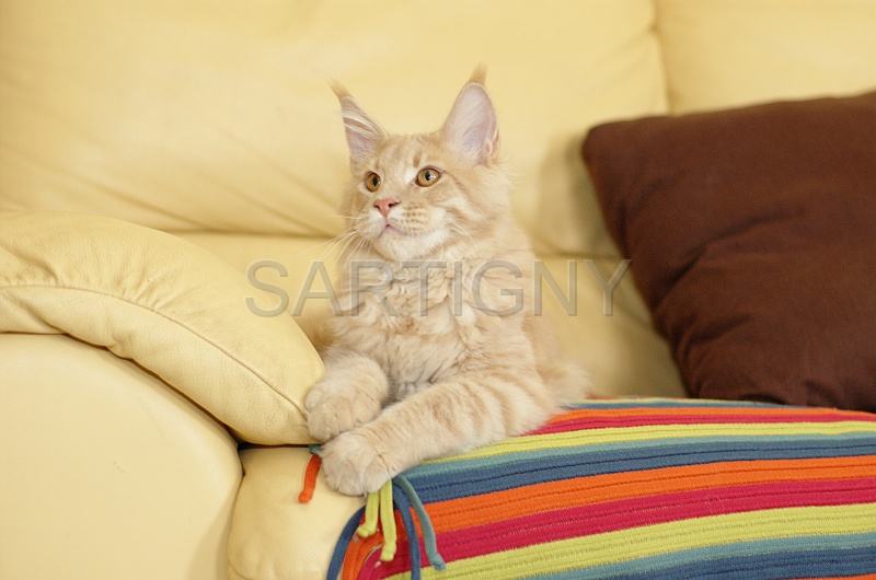 MAIN_COON_032.jpg