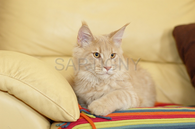 MAIN_COON_035.jpg