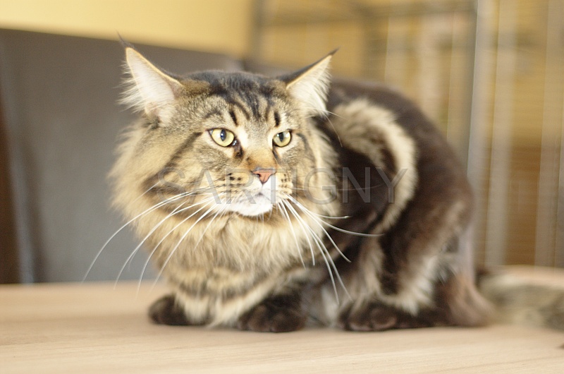 MAIN_COON_040.jpg