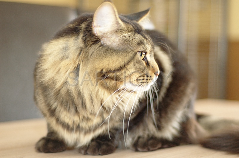MAIN_COON_041.jpg