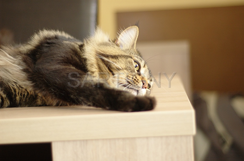 MAIN_COON_045.jpg