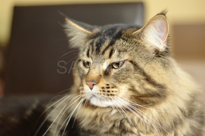 MAIN_COON_046.jpg