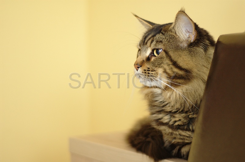 MAIN_COON_048.jpg