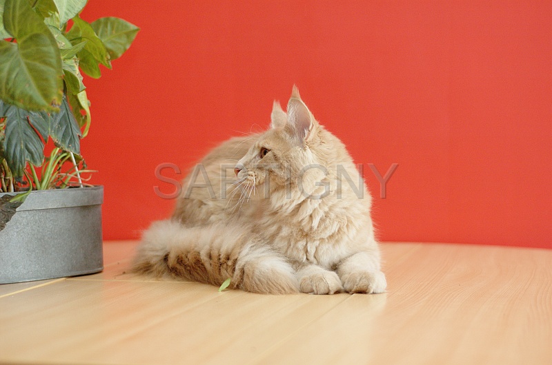 MAIN_COON_050.jpg