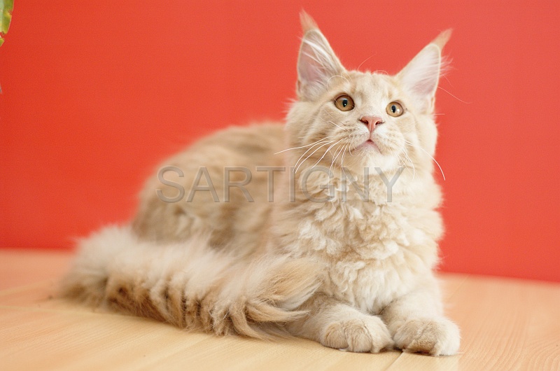 MAIN_COON_053.jpg