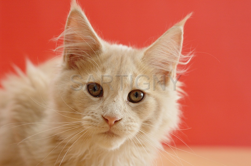 MAIN_COON_054.jpg