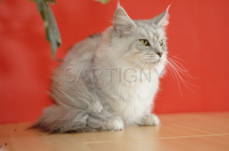 MAIN_COON_055.jpg
